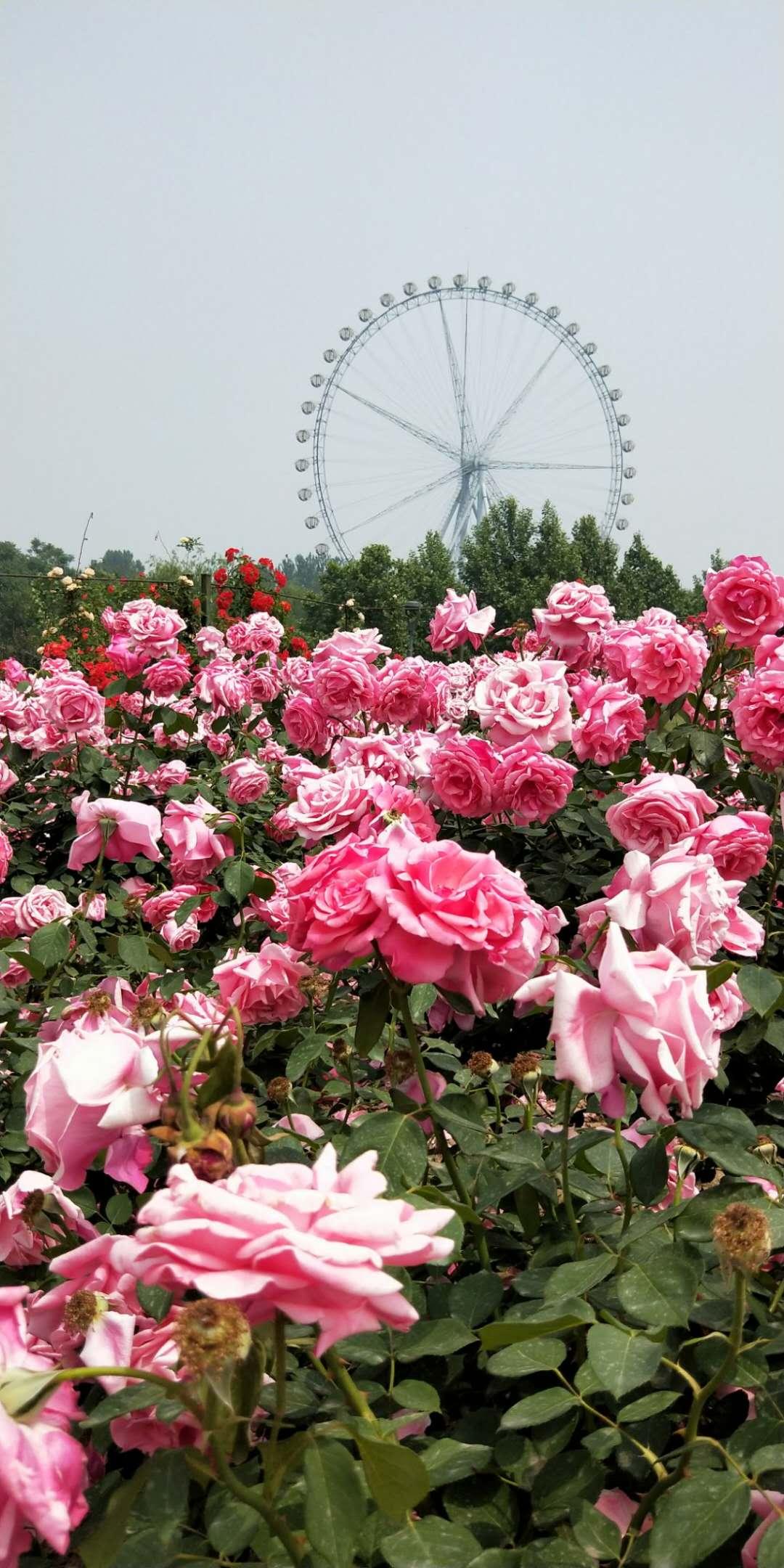 石家庄,迈向智能生活新时代